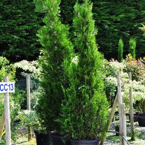 Cupressus sempervirens 'Pyramidalis' 175-200 cm